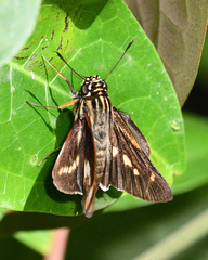 Propertius propertius