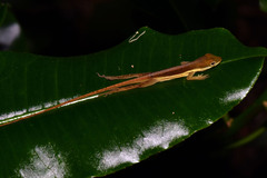 Anolis krugi