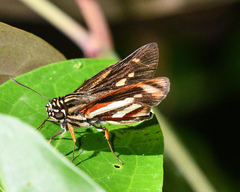 Propertius propertius