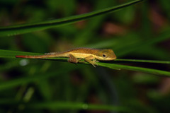 Anolis krugi