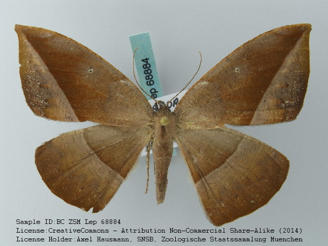 Oxydia subdecorata