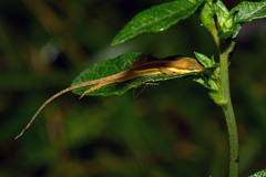 Anolis krugi