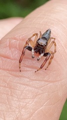 Arnoliseus