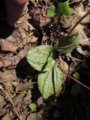 Calypso bulbosa