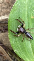 Arnoliseus