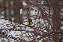 Parus major