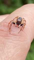 Arnoliseus