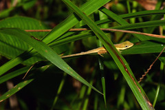 Anolis krugi