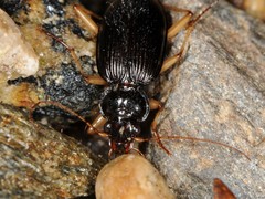 Nebria pallipes