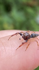 Arnoliseus
