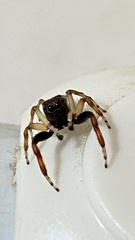 Arnoliseus