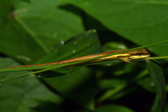 Anolis krugi
