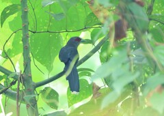 Phaenicophaeus diardi