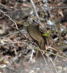 Lathrotriccus euleri