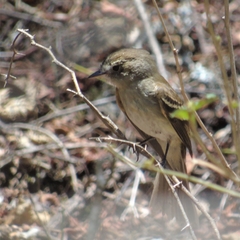 Lathrotriccus euleri