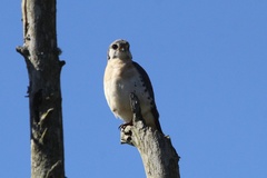Falco sparverius dominicensis