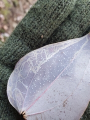 Marmara smilacisella