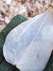 Marmara smilacisella