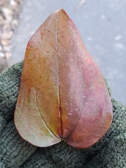 Marmara smilacisella