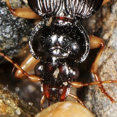 Nebria pallipes