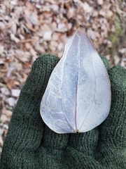 Marmara smilacisella