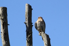 Falco sparverius dominicensis