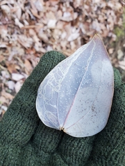 Marmara smilacisella