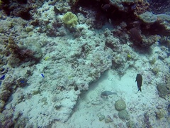 Pseudodax moluccanus