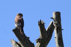 Falco sparverius dominicensis