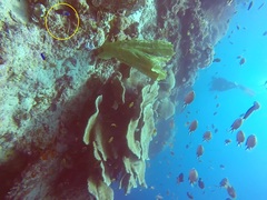 Thalassoma amblycephalus