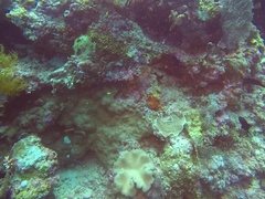 Odonus niger
