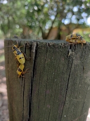 Chauliognathus flavipes