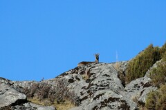 Oreotragus oreotragus saltatrixoides