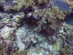 Caranx melampygus