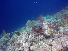 Craterognathus plagiotaenia