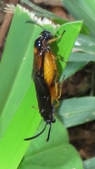 Argidae