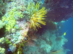 Canthigaster valentini