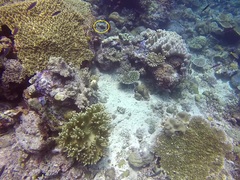 Pempheris vanicolensis