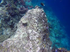 Acanthurus nigricans