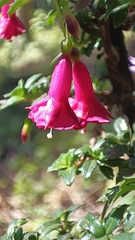 Fuchsia microphylla