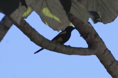 Icterus dominicensis