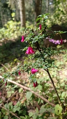 Fuchsia microphylla