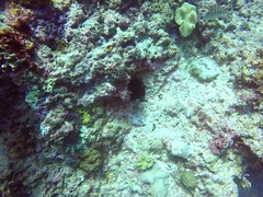 Lutjanus decussatus