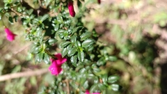 Fuchsia microphylla