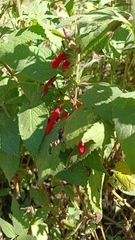 Salvia fulgens