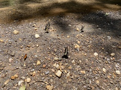 Heraclides hectorides