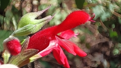 Salvia fulgens