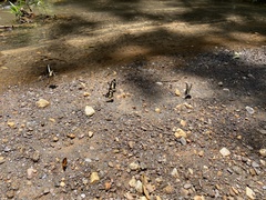 Heraclides hectorides