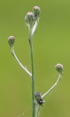 Senecio discodregeanus