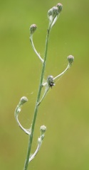 Senecio discodregeanus